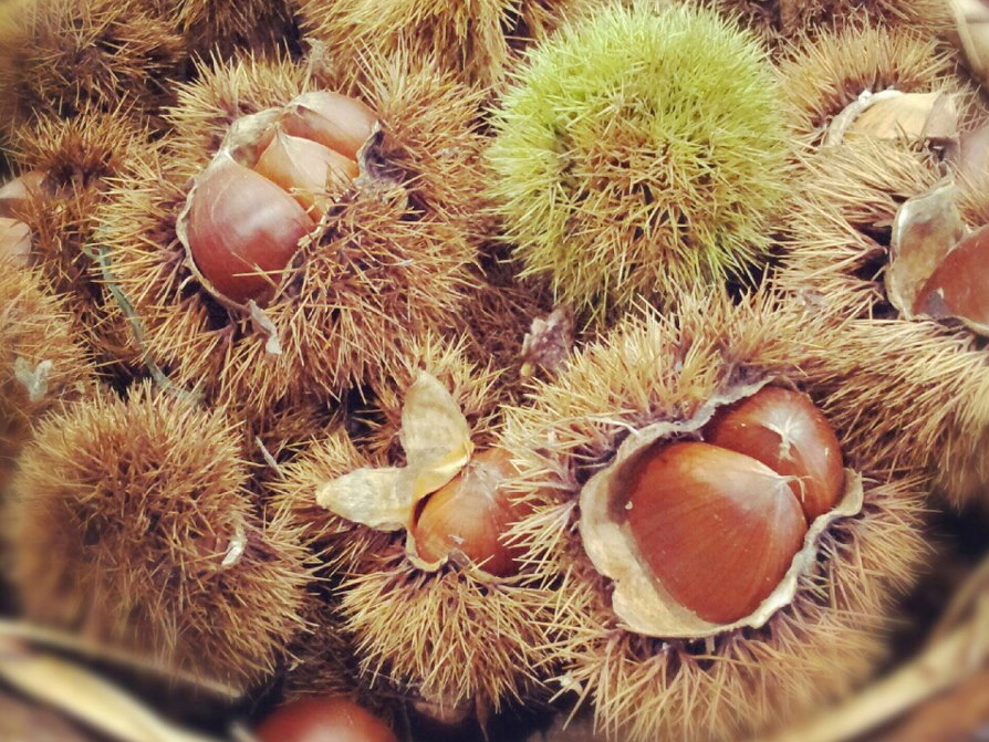 557082_511711668858309_370927049_n