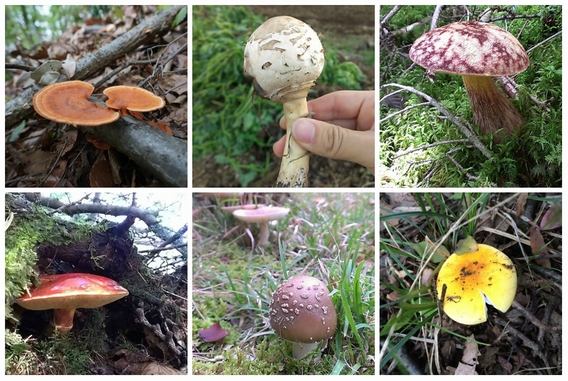 kinokodori-aoyama001