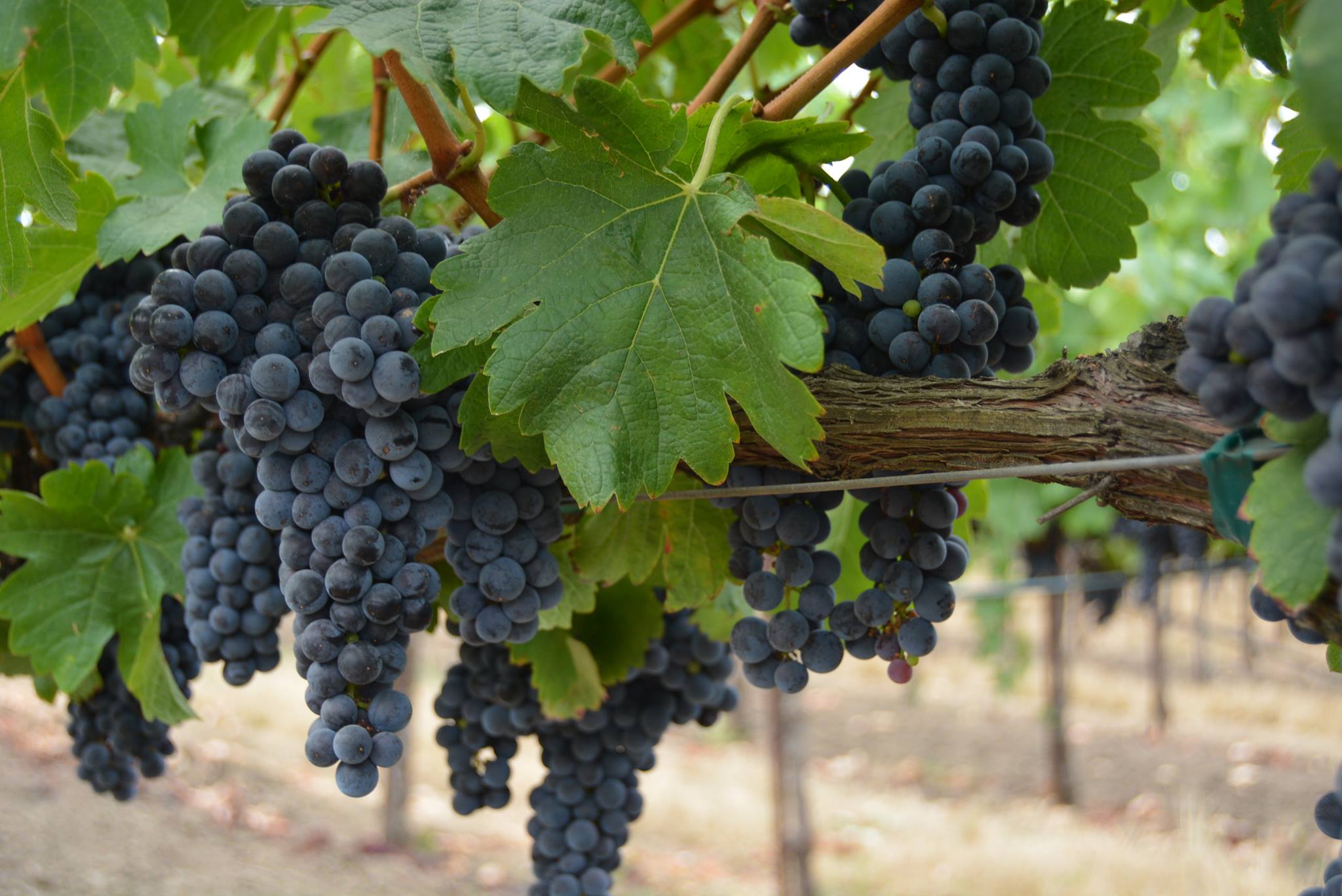 10387093_378275822319904_2237397025394086699_o