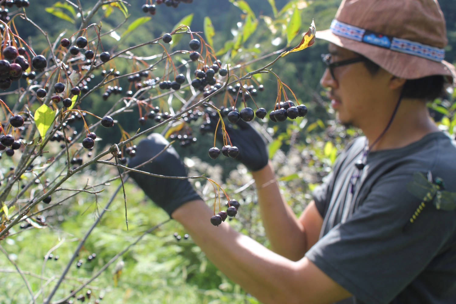 盛岡アロニア同盟