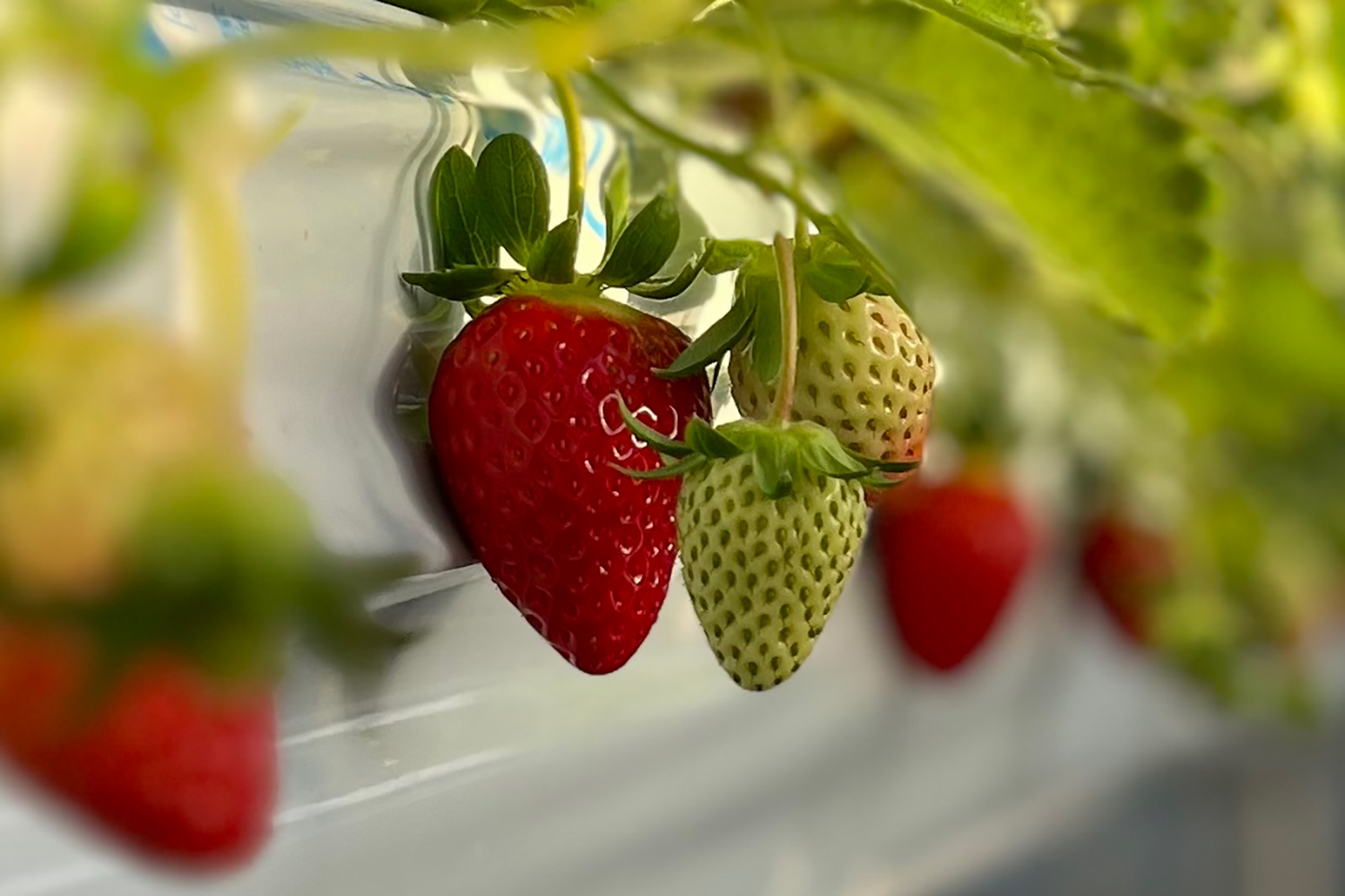 セキヤドベリー