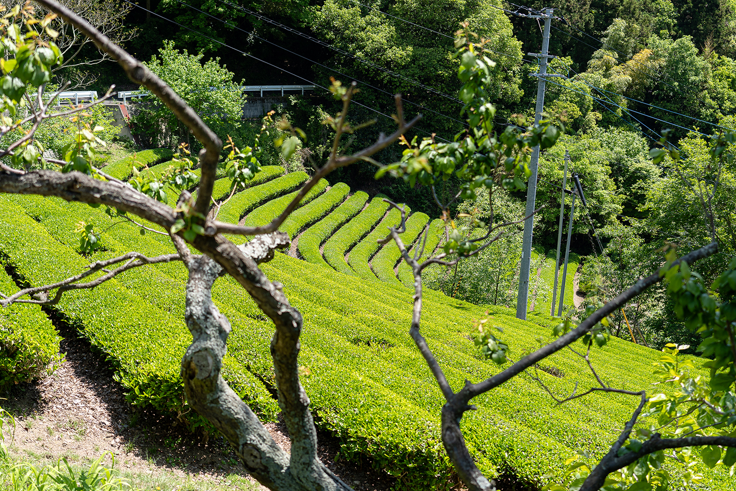一般社団法人トピカ