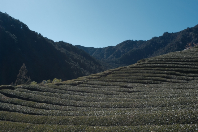 ひっそりと続く、人里離れた山のお茶｜静岡・冨茶園を訪れて