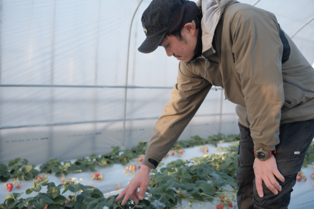 土でつくるいちご｜美岳小屋を訪れて